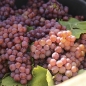 Preview: 2022er Traminer -Iphöfer Kalb- Spätlese halbtrocken