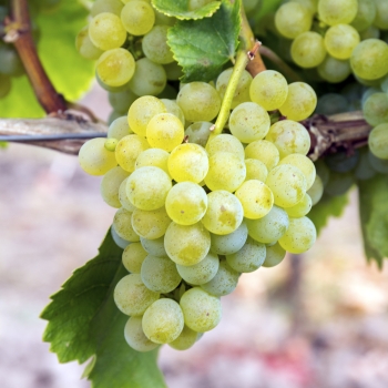 2022er Müller-Thurgau - halbtrocken -