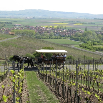 2022er Müller-Thurgau - halbtrocken -