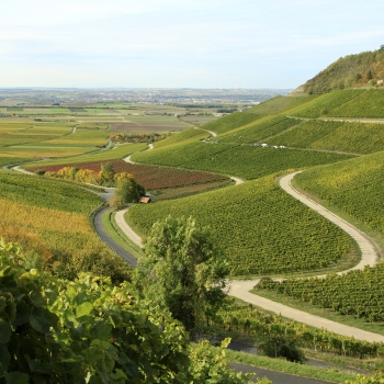 Silvaner -Iphöfer Julius Echter Berg- Kabinett trocken