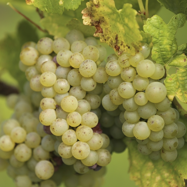 Der Letzte Liter - halbtrocken -