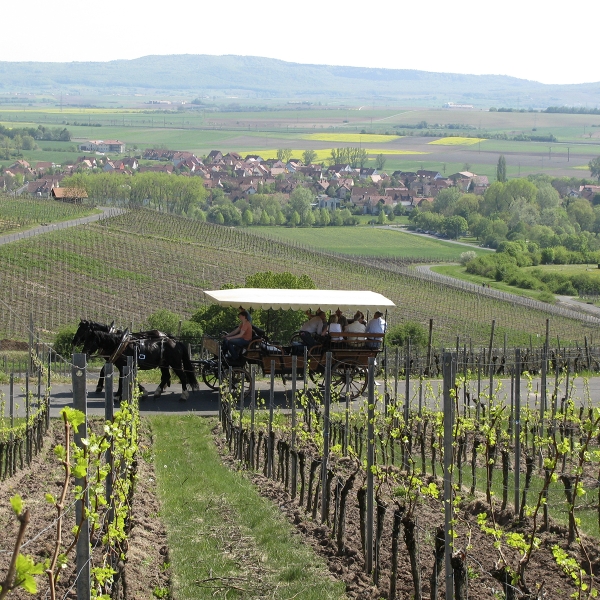 2022er Müller-Thurgau - halbtrocken -