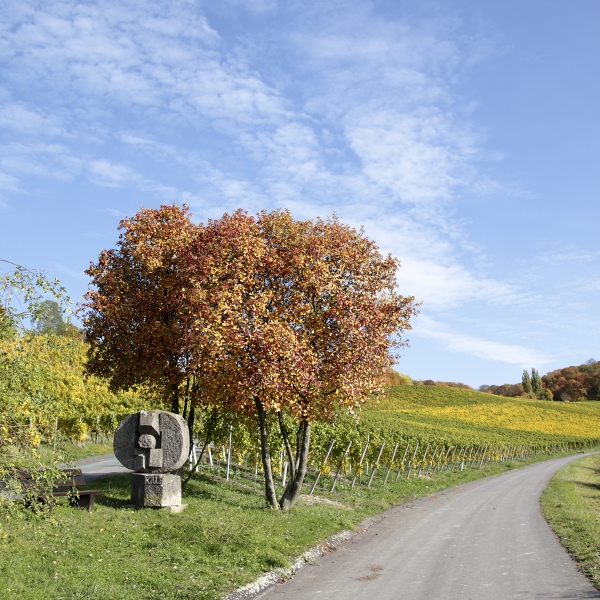 2022er Traminer -Iphöfer Kalb- Spätlese halbtrocken